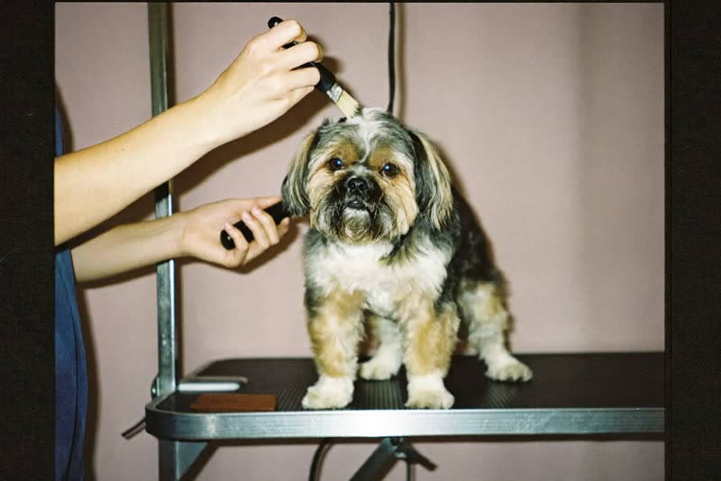 Hands brushing a small dog on a grooming table