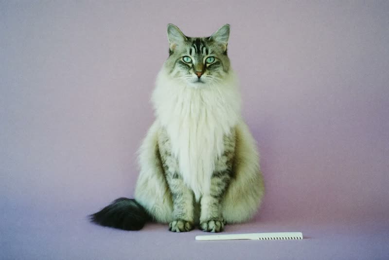 A long-haired cat sitting beside a grooming comb