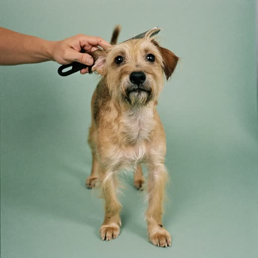 A terrier standing calmly mid-groom