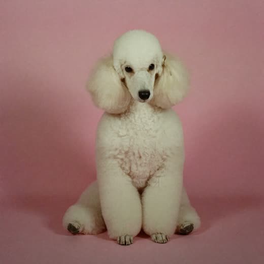 A freshly clipped poodle sitting neatly