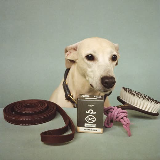 Collar, lead, rope toy and brush laid out together
